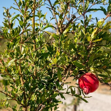 Alfarrobeiras Nature