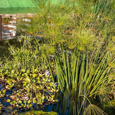 Alfarrobeiras Nature Farm stay *